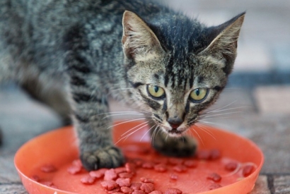 Dry or Canned food: what is the best way to feed your cat ?