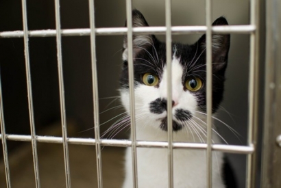 Adopting an abandoned cat : our tips