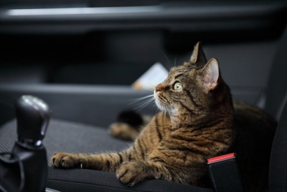 How to choose the perfect cat carrier ?