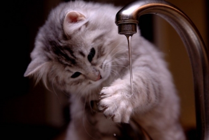 Do cats really hate water ? 