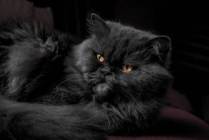 Which cat breed is right for you ?