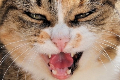 Cat teeth : how to take care of them ?