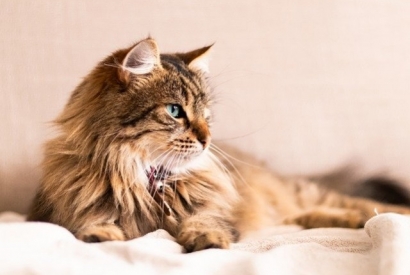 How to take care of long-haired cats