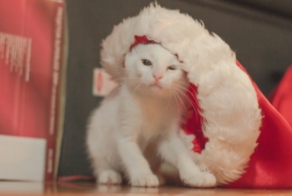DIY: create an Advent calendar for your cat