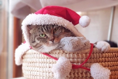 Keep your cat safe this Christmas