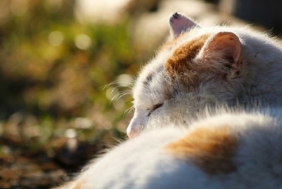 What to do if your cat has indigestion 