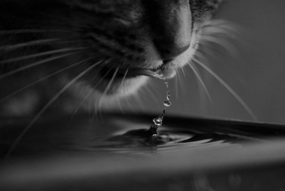 Your cat, this water lover