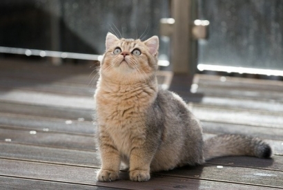 The British Shorthair, a calm indoor cat